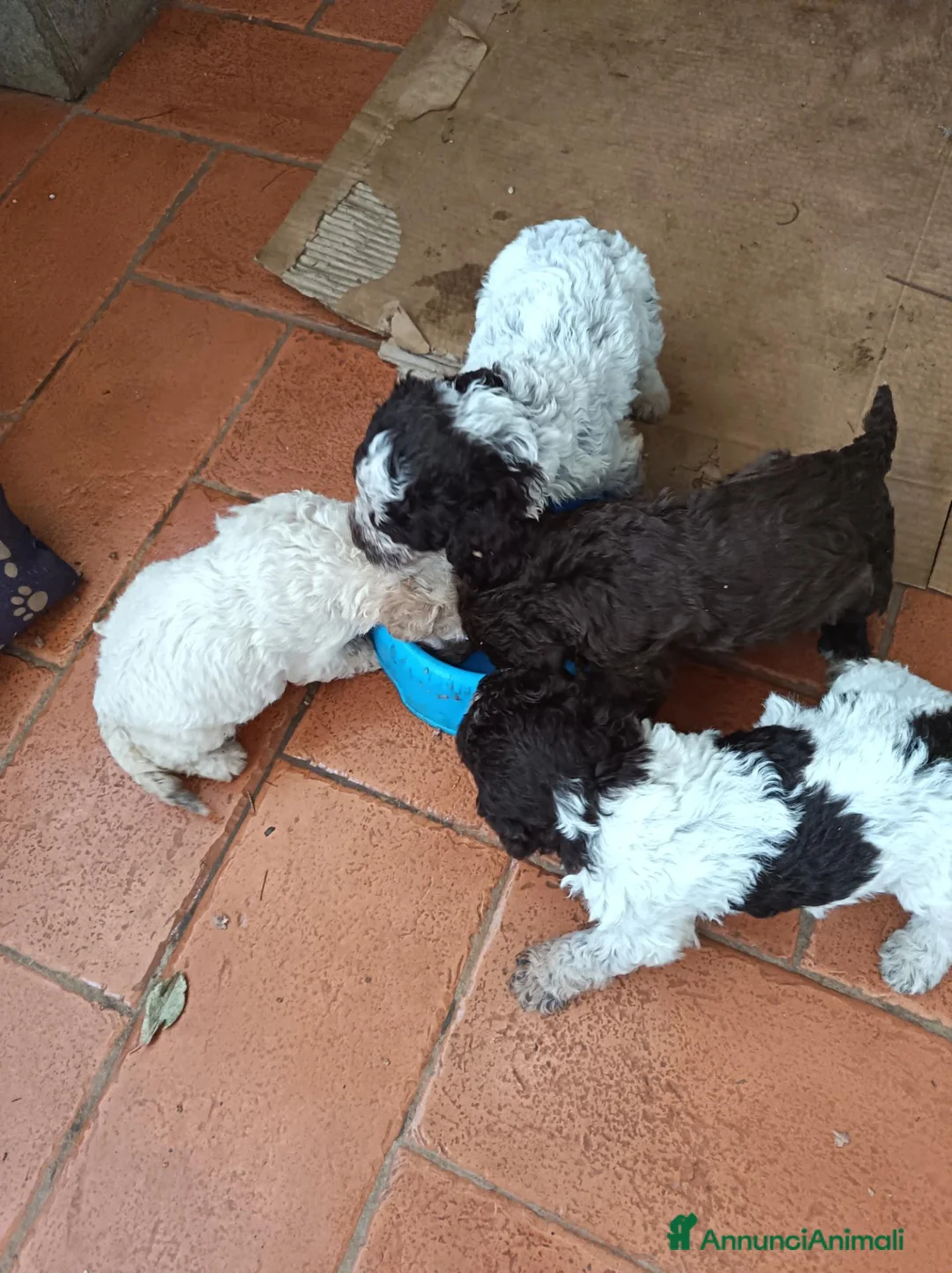 Lagotto cani in vendita: Cuccioli di Lagotto Romagnolo a Città metropolitana di Roma Capitale - Annuncio 1