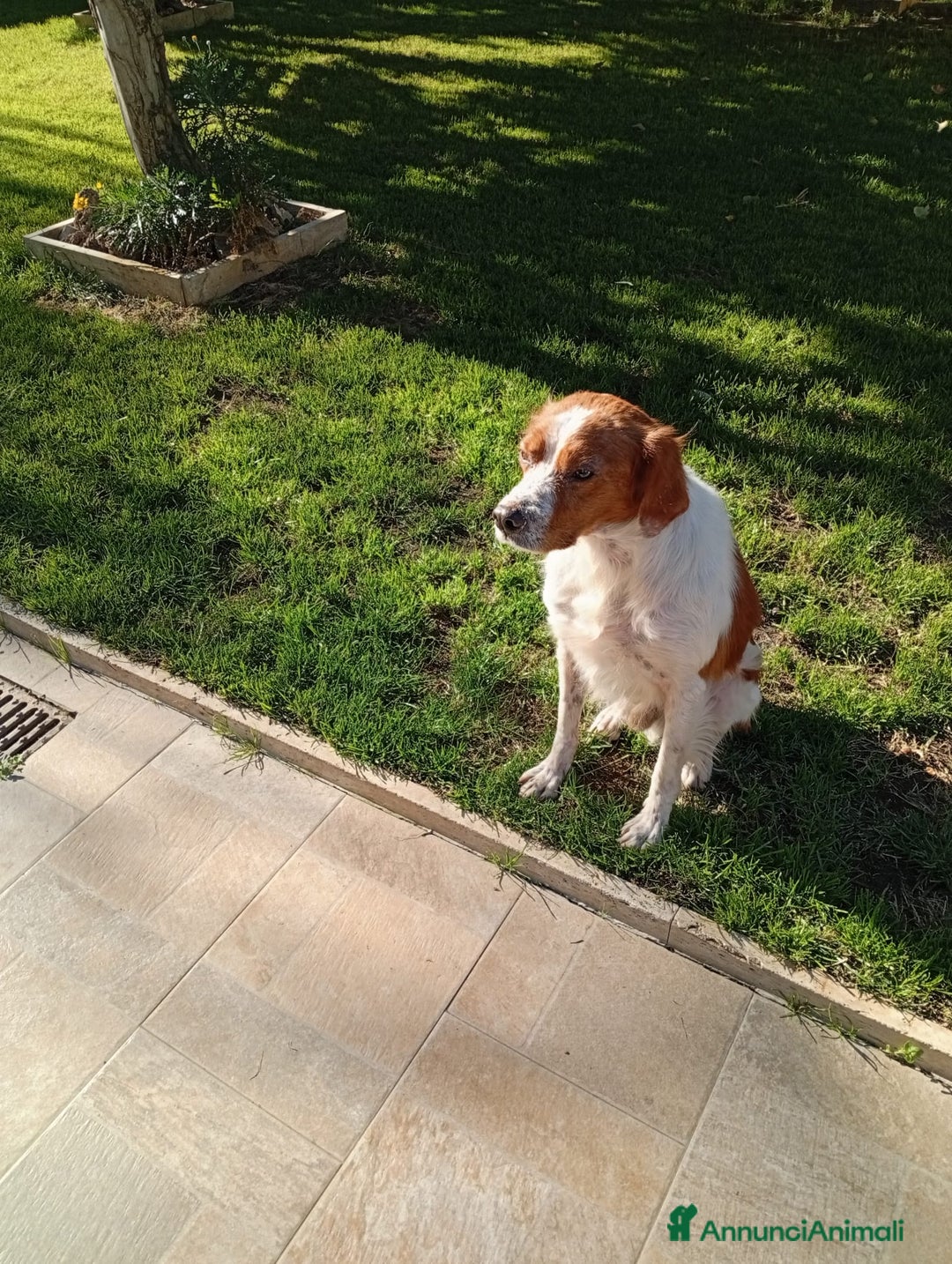 Breton cani in regalo: Tommy: giovane bretoncino socievole equilibrato  - Annuncio 6