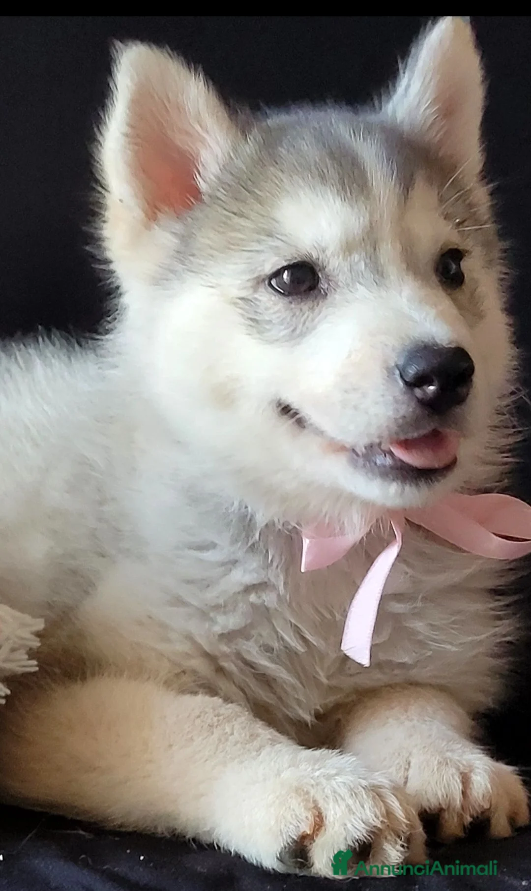 Husky cani in vendita: SIBERIAN HUSKY CUCCIOLATA CON PEDIGREE  - Annuncio 6