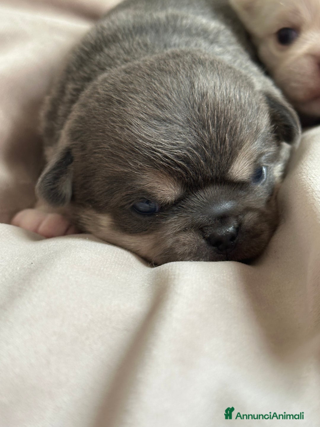 Chihuahua cani in vendita: cuccioli chihuahua - Annuncio 4