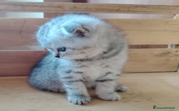 Scottish gatti in vendita: SCOTTISH FOLD E STRAIGHT CON PEDIGREE APERTO a Provincia di Bergamo - Immagine 4
