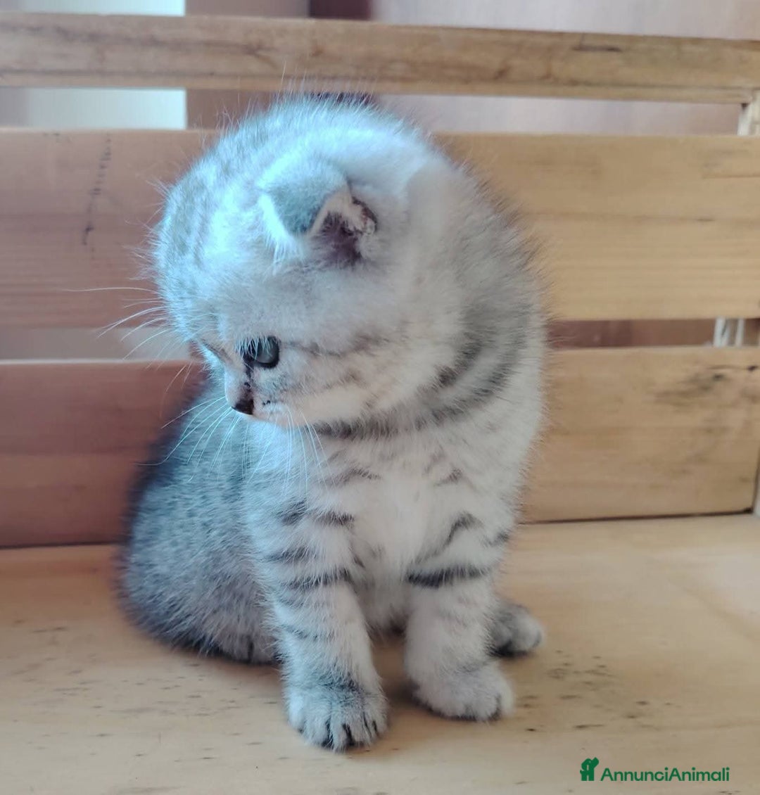Scottish gatti in vendita: SCOTTISH FOLD E STRAIGHT CON PEDIGREE APERTO a Provincia di Bergamo - Immagine 4