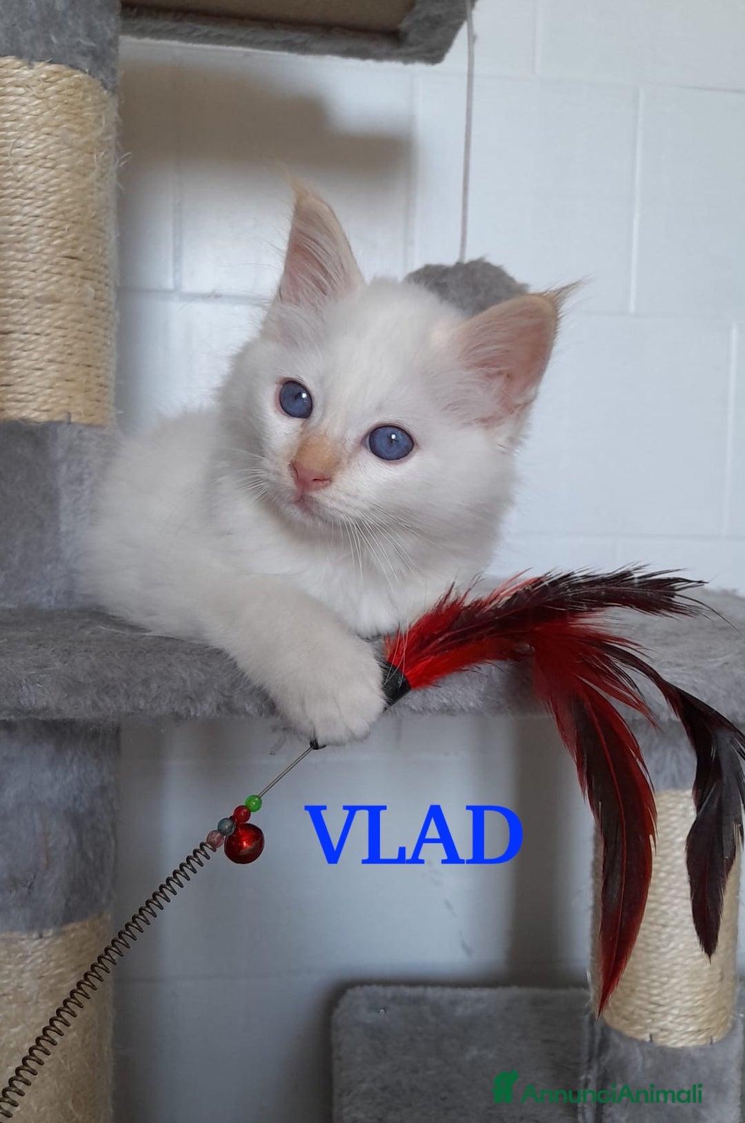 Sacro di Birmania gatti in vendita: Sacri di birmania, dolcissimi cuccioli - Immagine 9