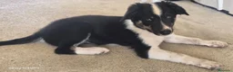 Border Collie cani in vendita: 3 Cuccioli Border Collie Maschio con Pedigree a Provincia di Padova - Annuncio 6