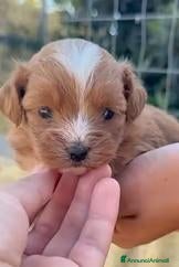 Maltipoo cani in vendita: maltipoo mini mini toy - Annuncio 34