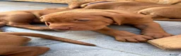 Bracco cani in vendita: Cuccioli di bracco ungherese (Viszla) disponibili - Annuncio 3