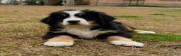 Bovaro del Bernese cani in vendita: Disponibili cuccioli con pedigree - Annuncio 5