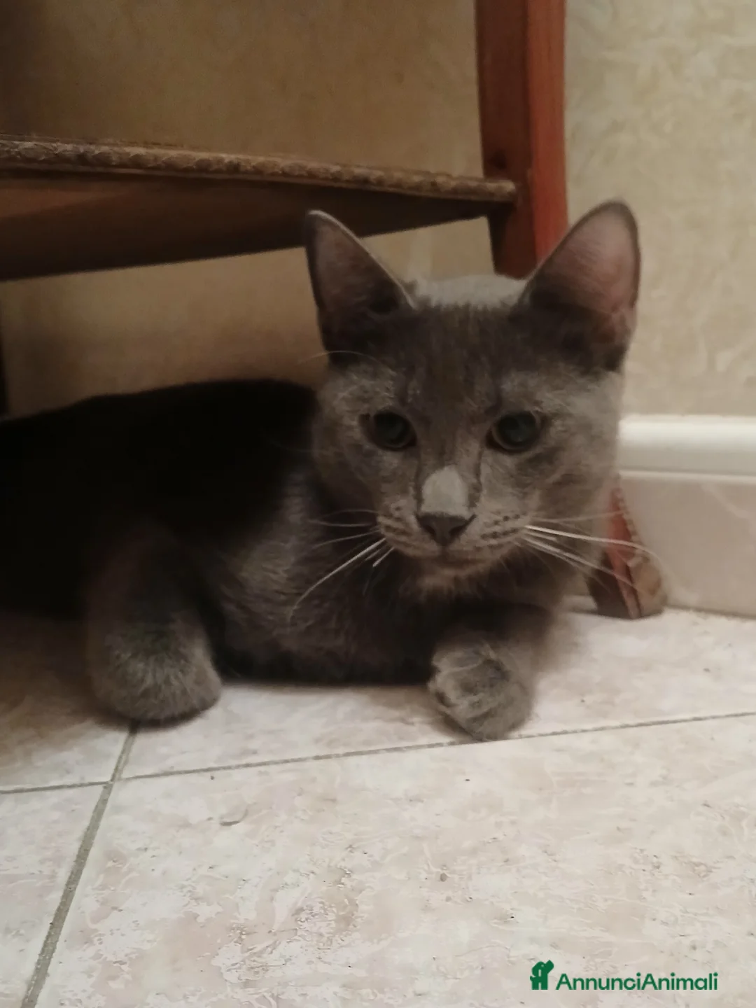 Europeo gatti in regalo: regalo gatto maschio  - Annuncio 2