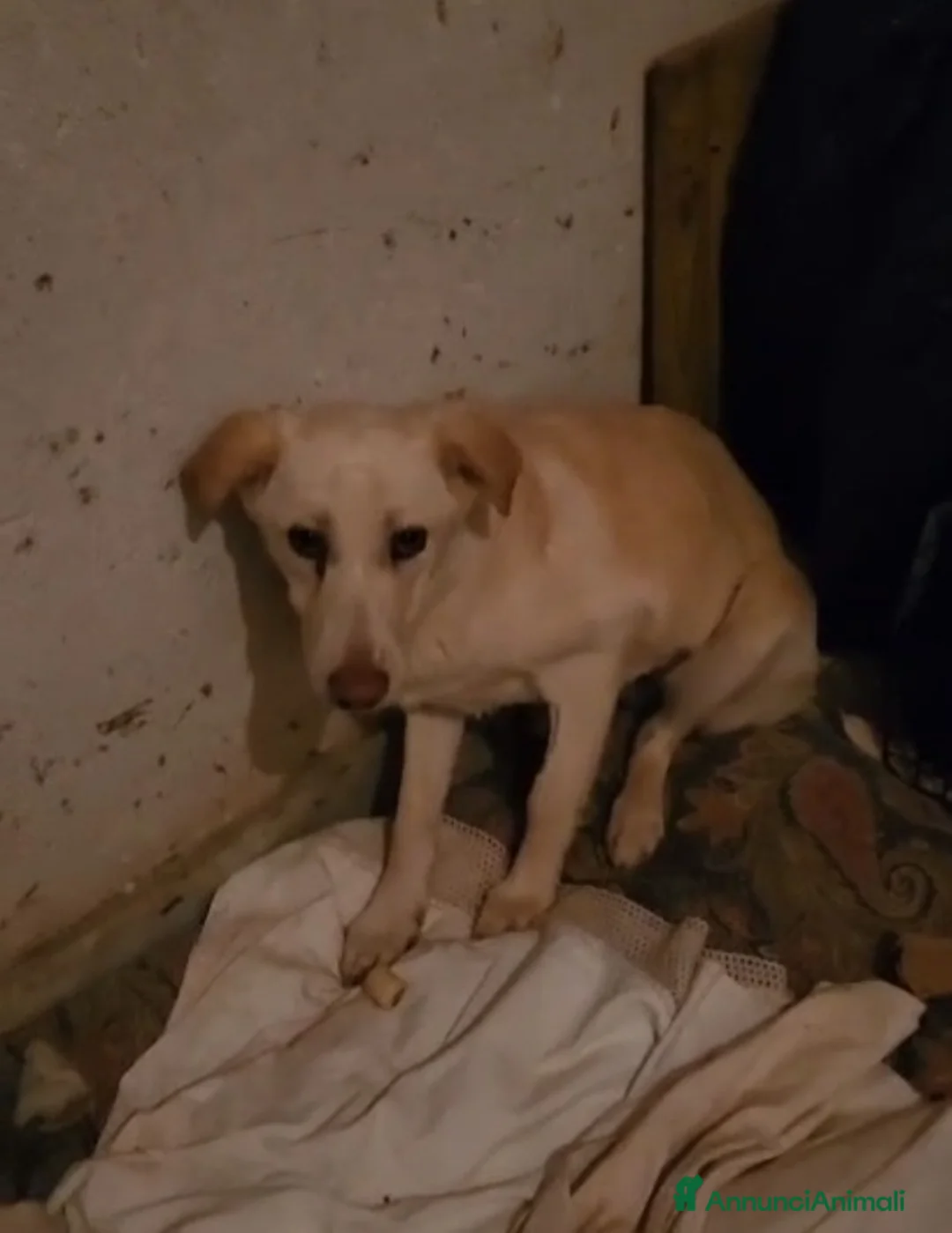 Meticcio cani in regalo: Vera 2/3anni 1vita di stenti vive in 1garage SUD - Annuncio 8