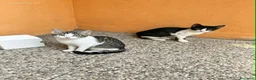 Europeo gatti in regalo: Gattine di tre mesi - Annuncio 4