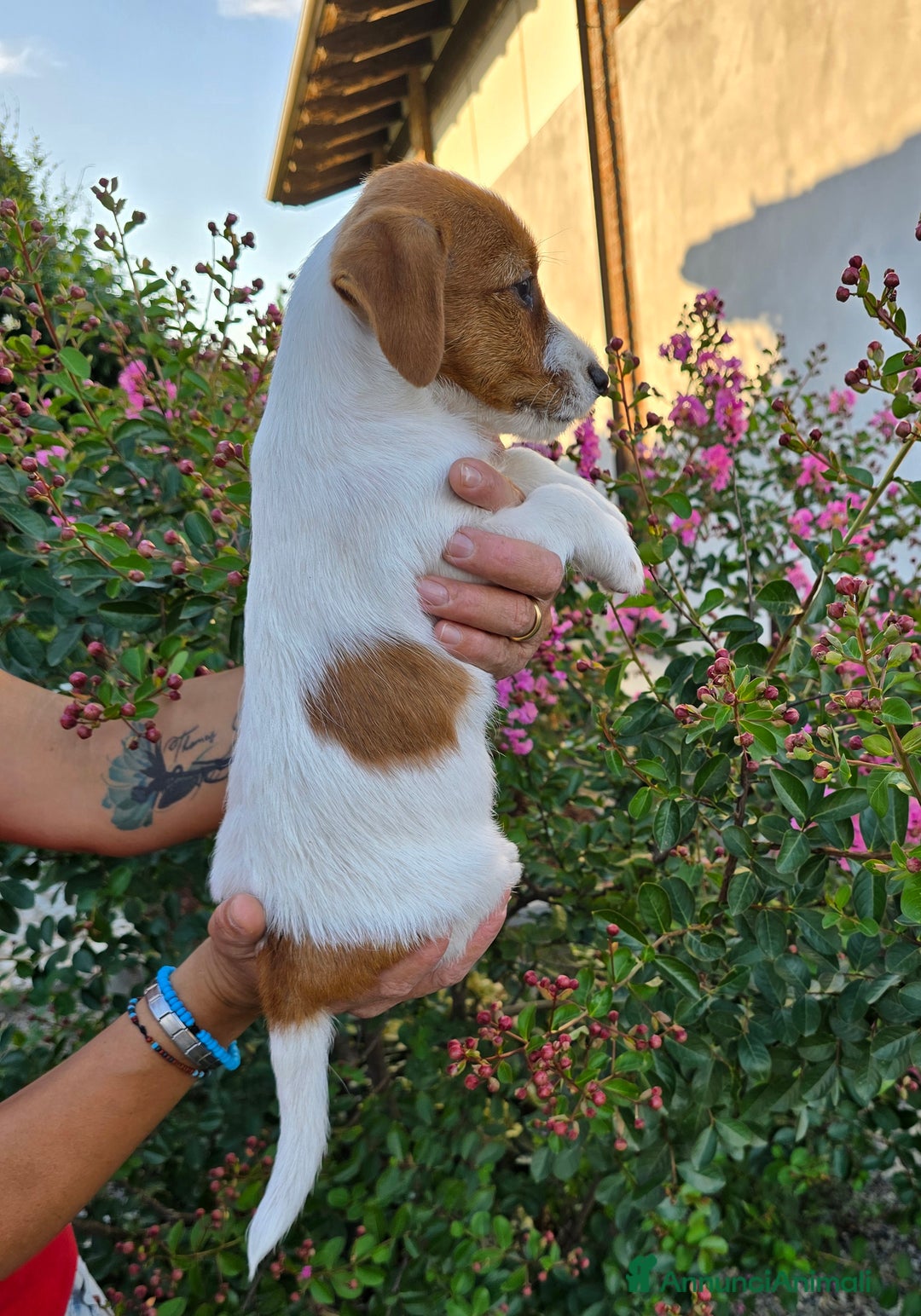 Jack Russell cani in vendita: Cucciolo broken jackrussell terrier a Provincia di Alessandria - Immagine 3