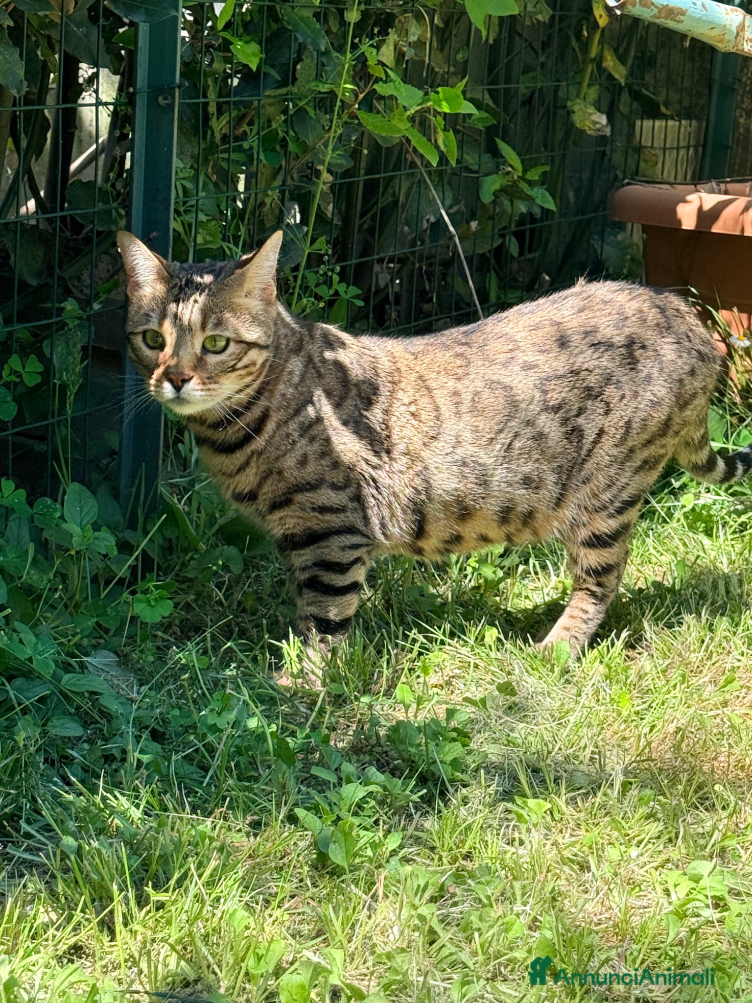 Bengala gatti in vendita: Gatto bengala a Provincia di Pistoia - Annuncio 3