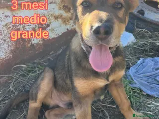 Meticcio cani CUCCIOLI BISOGNOSI IN CERCA D'AMORE - Annuncio 2