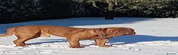 Dogue de Bordeaux cani per accoppiamento: Dogue de bordeaux maschio accoppiamento  a Città metropolitana di Roma Capitale - Annuncio 3