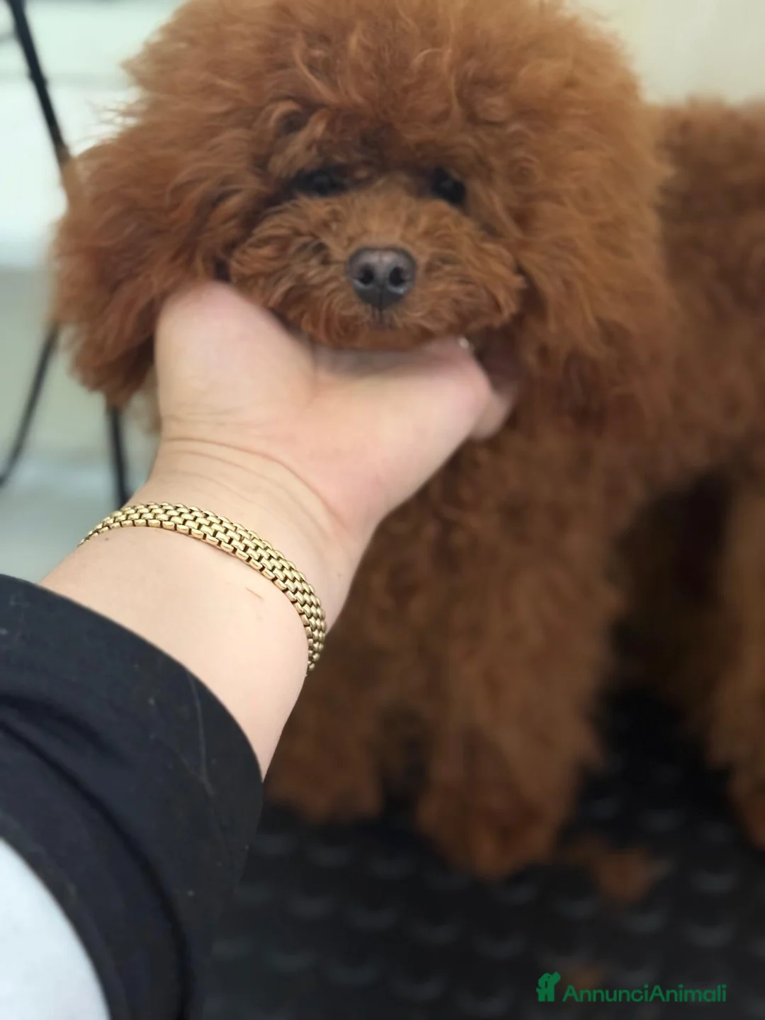 Barboncino Toy cani in vendita: Barboncine toy  - Annuncio 7