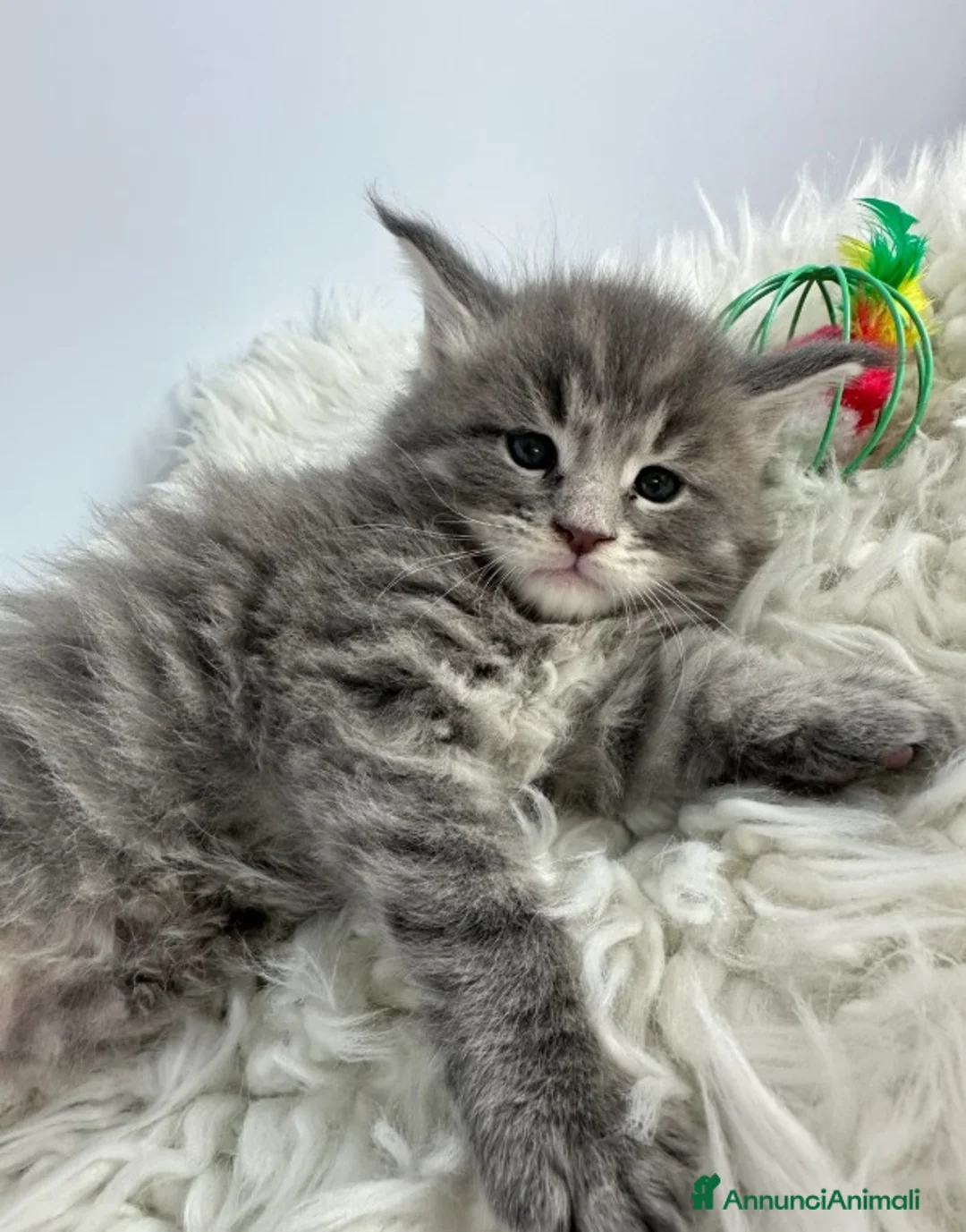 Maine Coon gatti in vendita: 6 splendidi gattini Maine Coon di razza pura - Annuncio 19