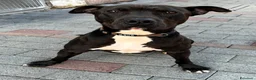 Meticcio cani in regalo: MAX GIOVANE E ATLETICO - Annuncio 3