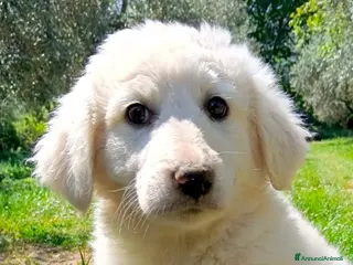 Meticcio cani Cuccioli meticci taglia medio abbondante - Annuncio 17