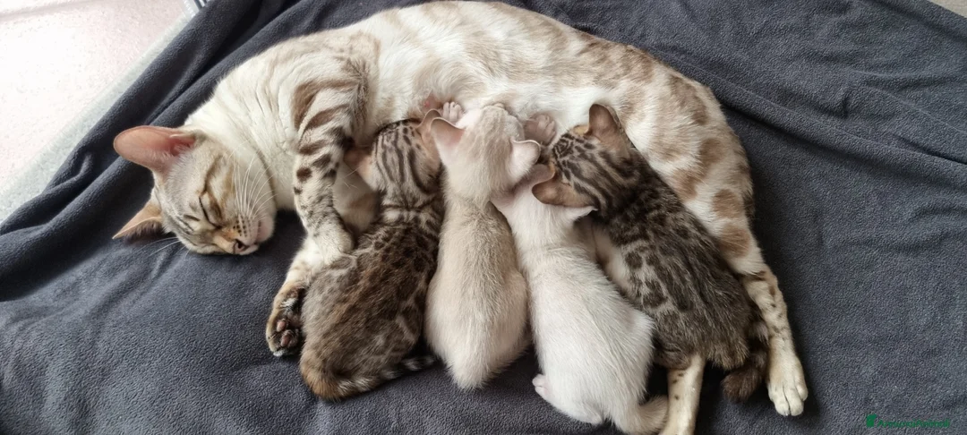 Bengala gatti in vendita: Cucciolo Bengala con Pedigree  - Annuncio 9