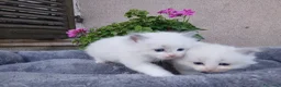 Ragdoll gatti in vendita: Ragdoll gattini - Annuncio 2