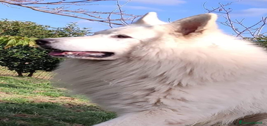 Immagine della galleria {{count}}