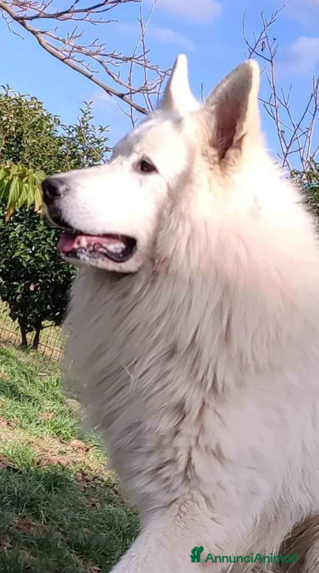 Immagine della galleria {{count}}