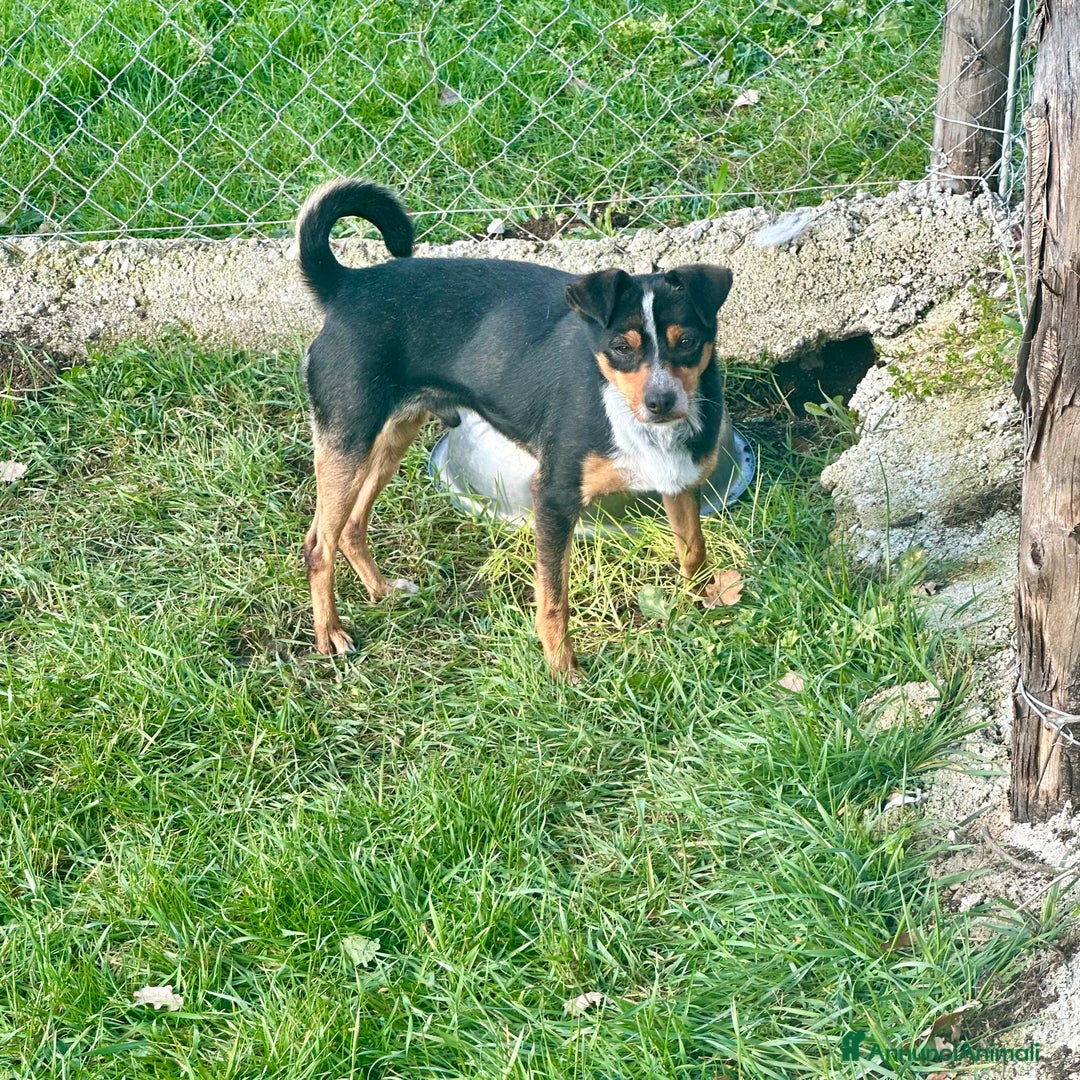 Meticcio cani in regalo: Otto piccolo guerriero  - Annuncio 3