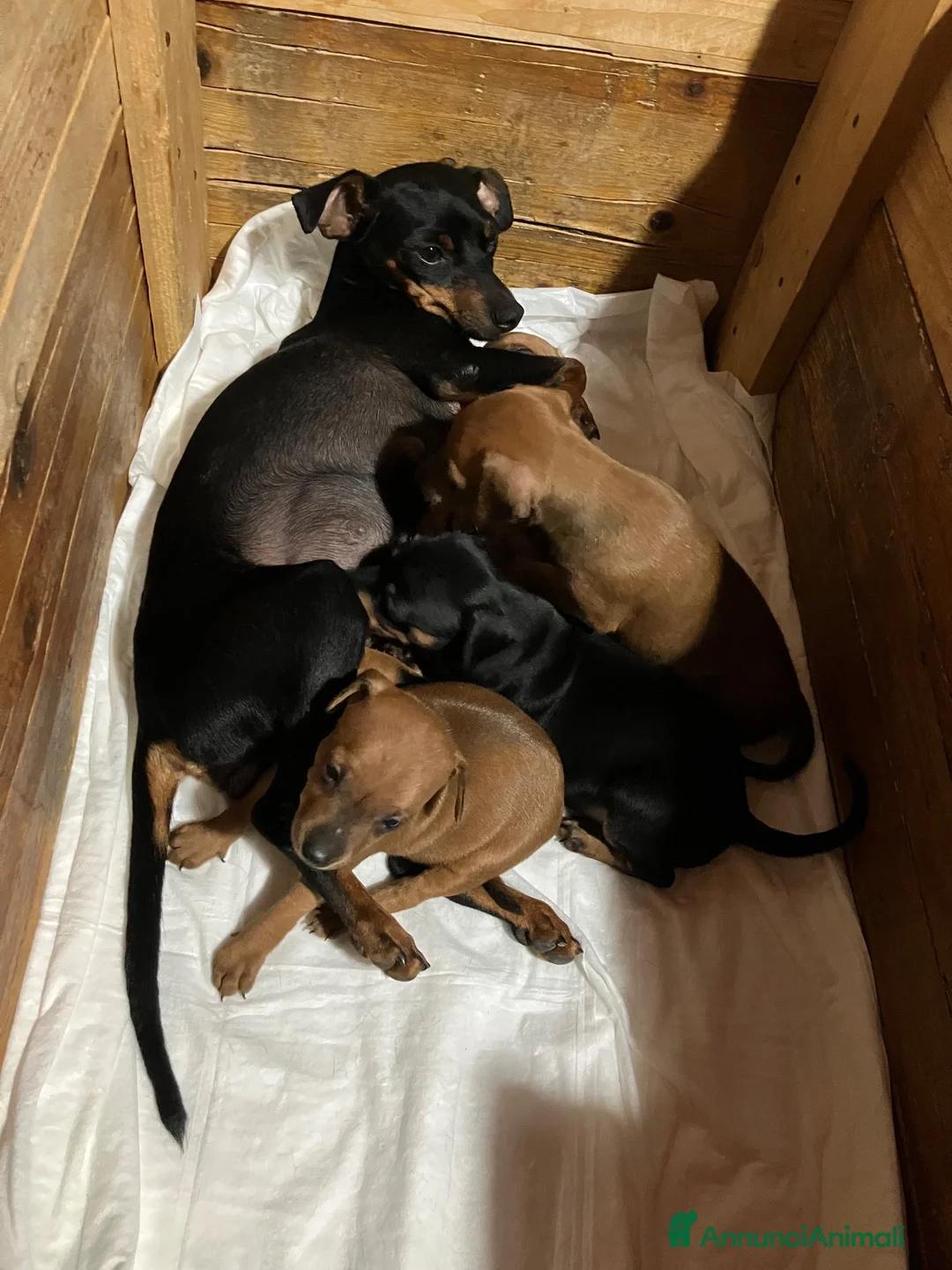 Pinscher Tedesco cani in vendita: Cuccioli pinscher nano  a Provincia di Perugia - Annuncio 1