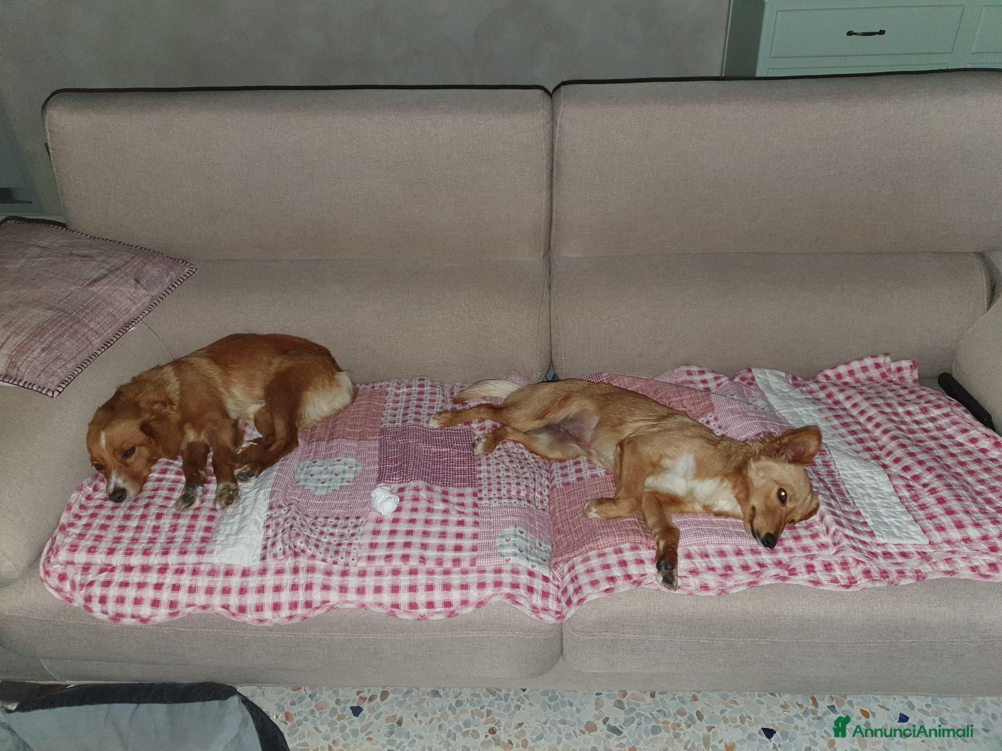 Meticcio cani Hope e honey - Annuncio 8