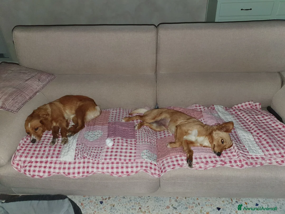 Meticcio cani in regalo: Hope e honey a Provincia di Padova - Annuncio 1