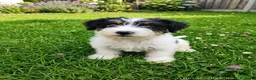 Jack Russell cani in vendita: Jack Russell  - Annuncio 3