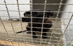 Cane Corso cani in regalo: Corso femmina triste in canile da molto.PUGLIA SOS a Città metropolitana di Milano - Immagine 2