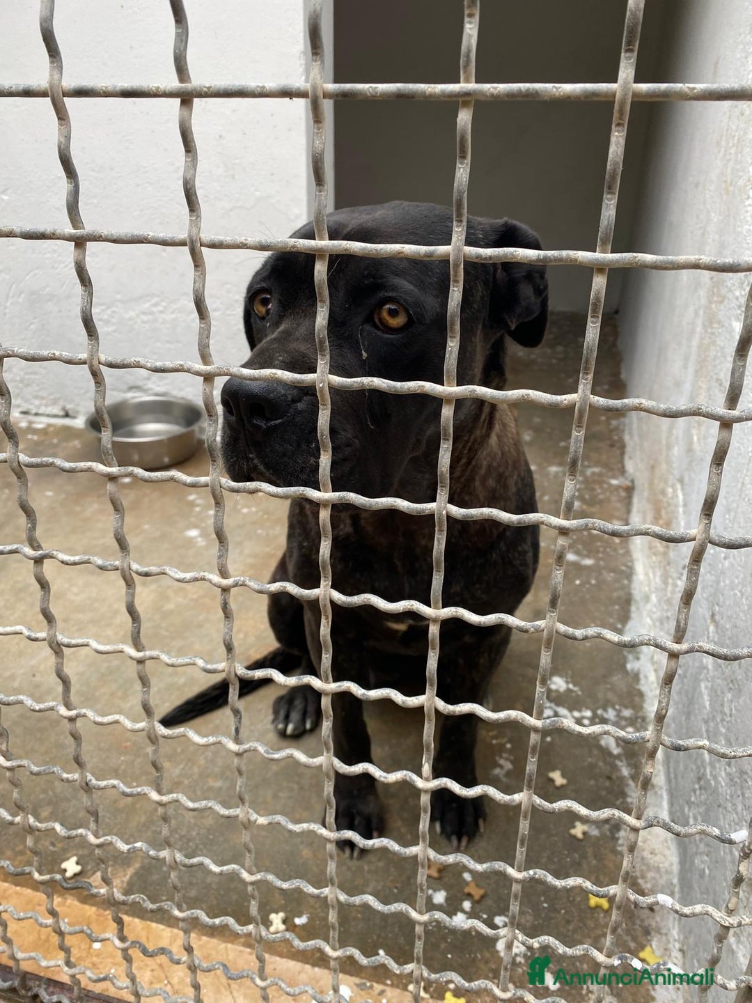 Cane Corso cani in regalo: Corso femmina triste in canile da molto.PUGLIA SOS a Città metropolitana di Milano - Immagine 2