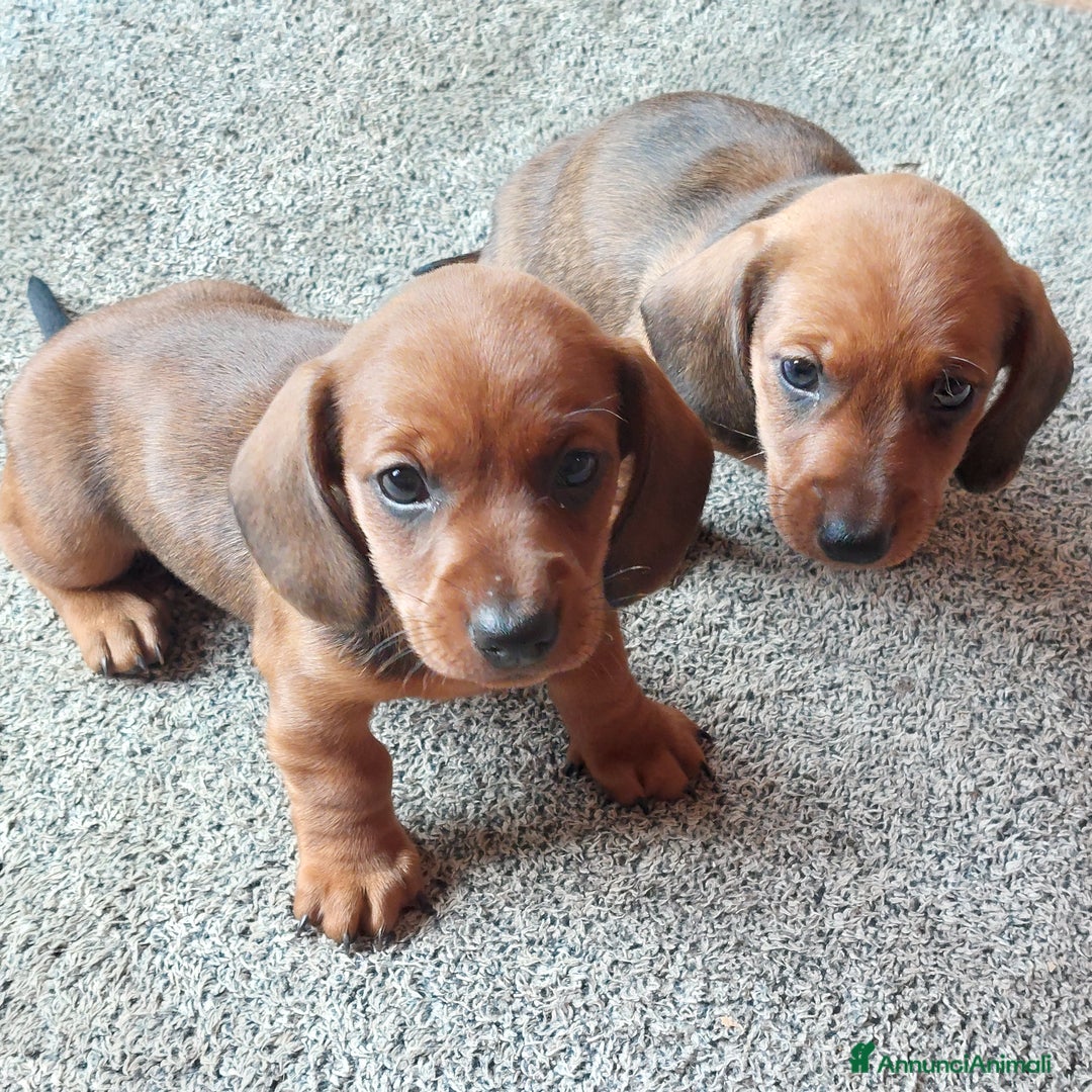Bassotto cani in vendita: Cucciola di bassotto - Annuncio 6