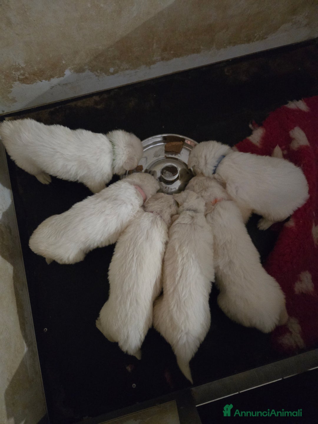 Pastore Svizzero cani in vendita: Cuccioli di pastore svizzero bianco - Annuncio 12