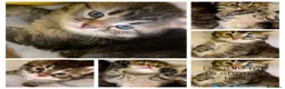 Siberiano gatti in vendita: Gattini siberiani puri a Città Metropolitana di Genova - Annuncio 8