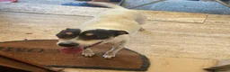 Jack Russell cani in regalo: Jack Russel 12anni RIMASTO IN CASA SOLO!MILANO SOS - Annuncio 3