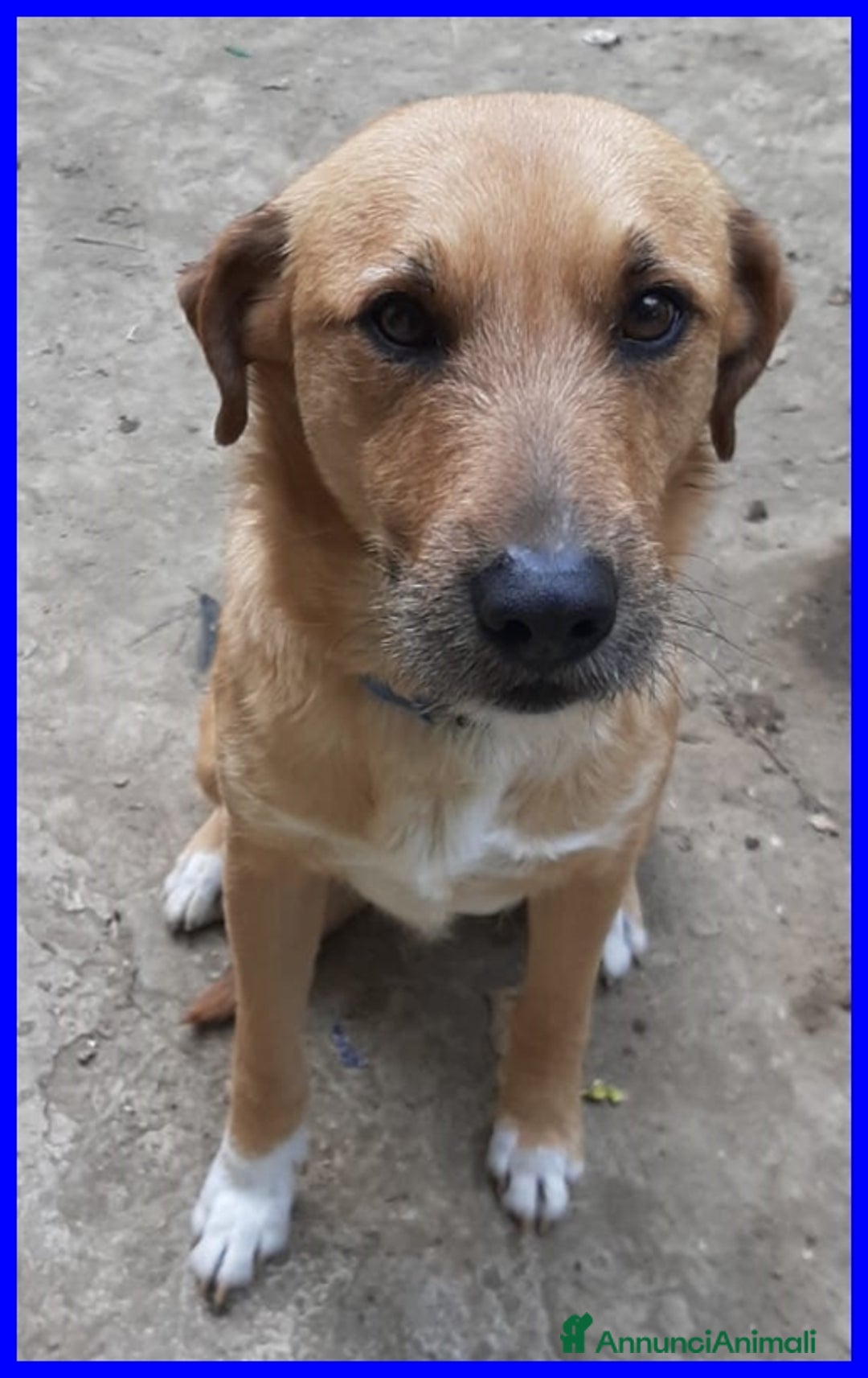 Meticcio cani in regalo: GULLIVER un simpaticone! tg media - Annuncio 3