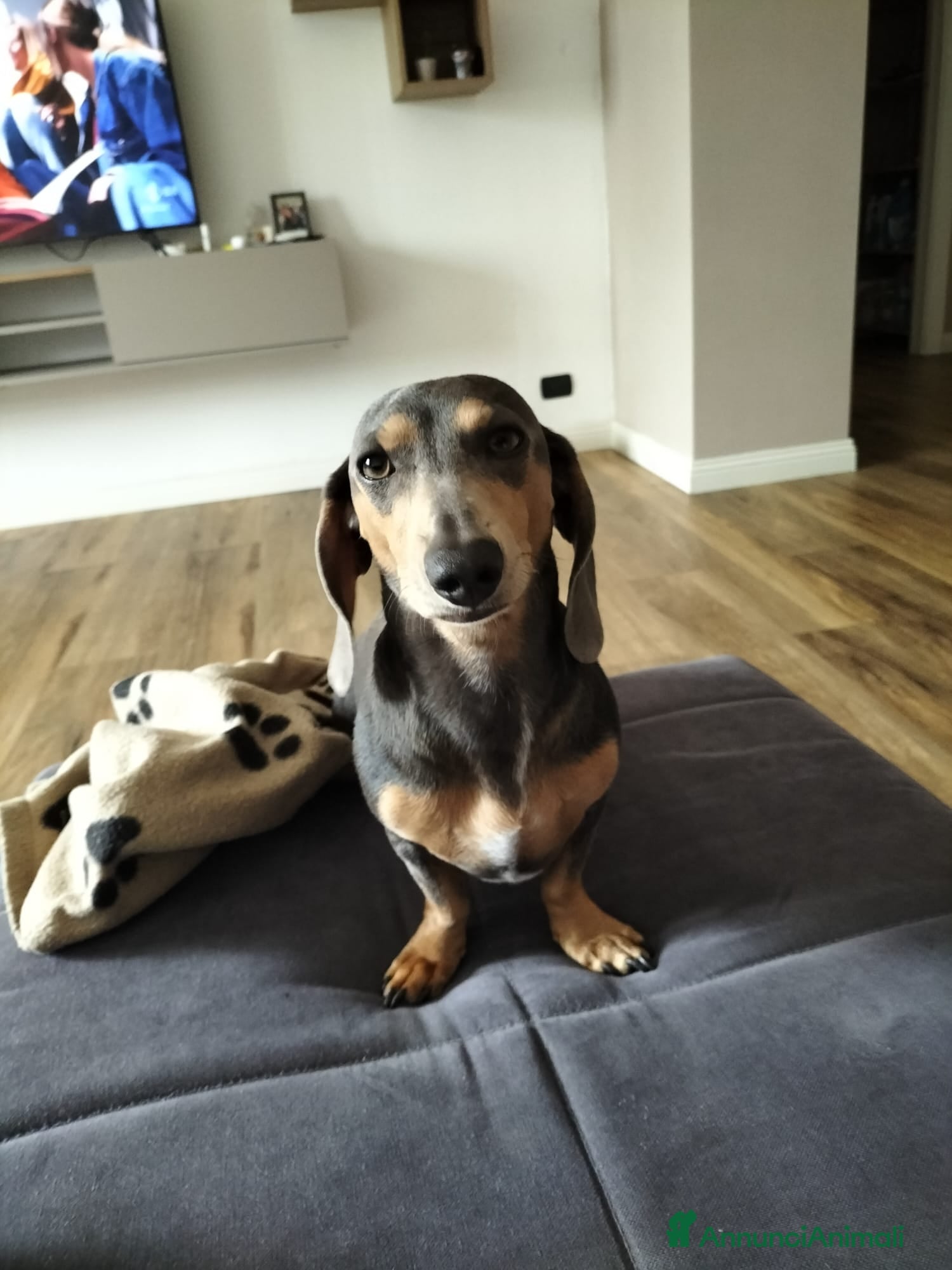 Bassotto cani Bassotti puri  - Annuncio 2