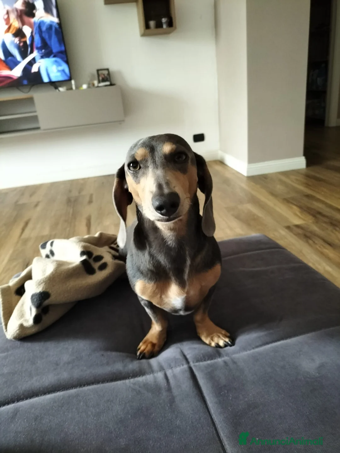 Bassotto cani in vendita: Bassotti puri  - Annuncio 2