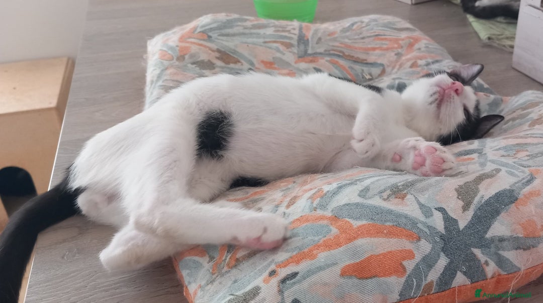 Europeo gatti in regalo: LUPIN, dolce micino da adottare! - Annuncio 5