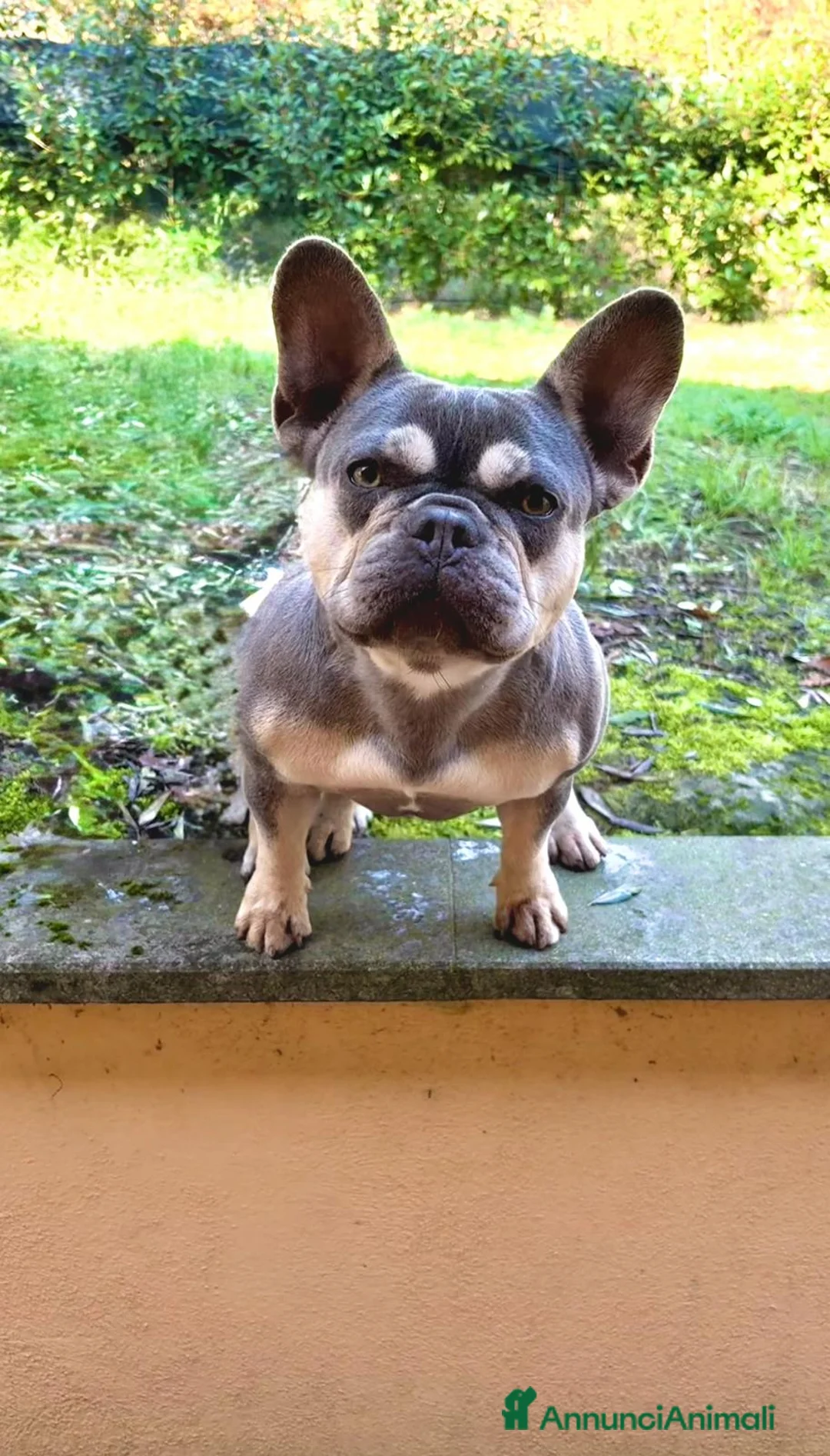 Bulldog Francese cani in vendita: Bulldog francese a Provincia di Viterbo - Annuncio 2