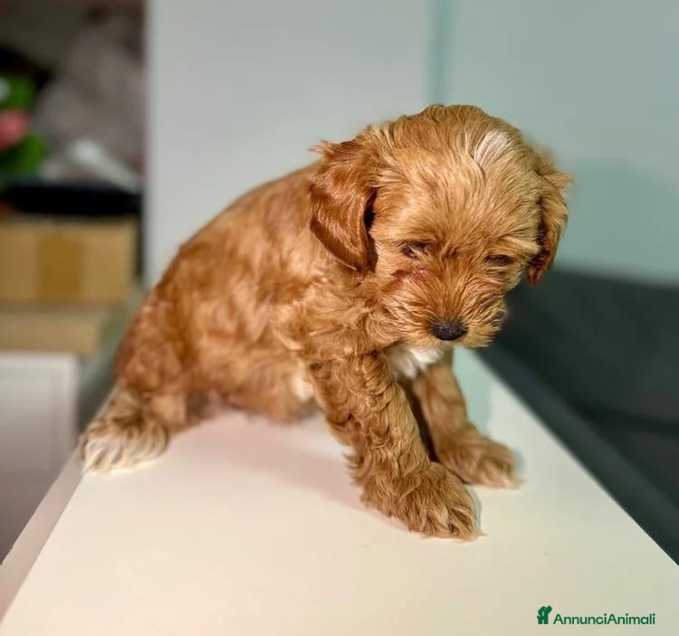 Maltipoo cani Cuccioli di Maltipoo F1B - Annuncio 15