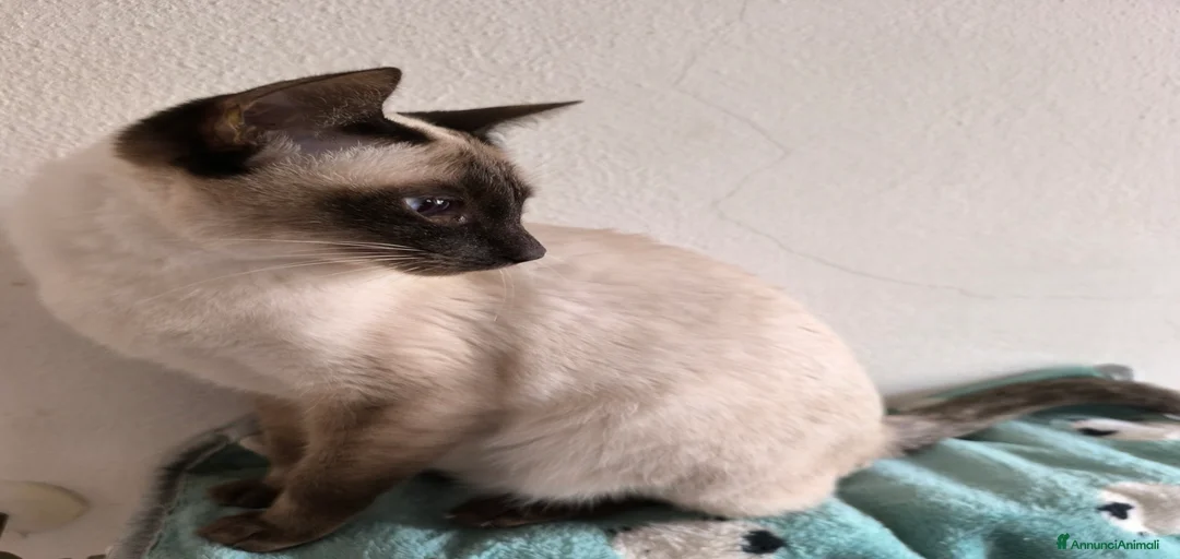 Immagine della galleria {{count}}