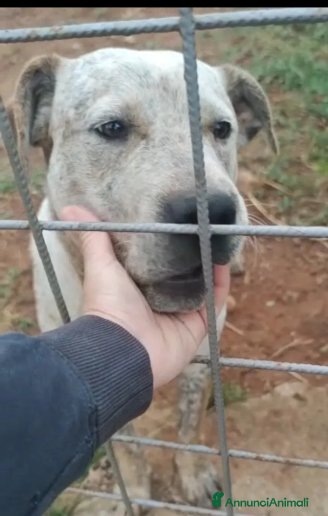 Meticcio cani in regalo: Molossino 18mesi solo tutto il giorno.CALABRIA SOS a Città metropolitana di Milano - Annuncio 4