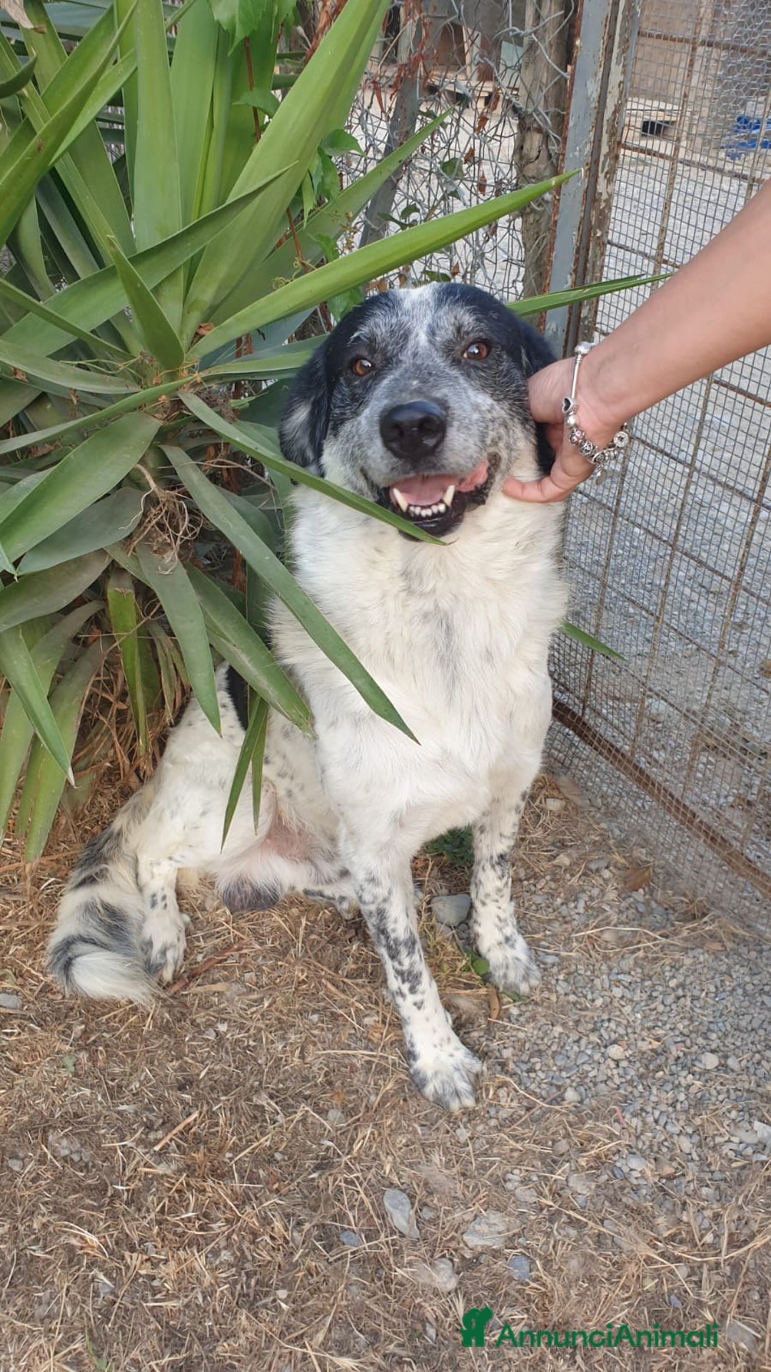 Meticcio cani in regalo: Da oltre 4anni in box..mai 1richiesta! Calabria a Città Metropolitana di Milano - Annuncio 3