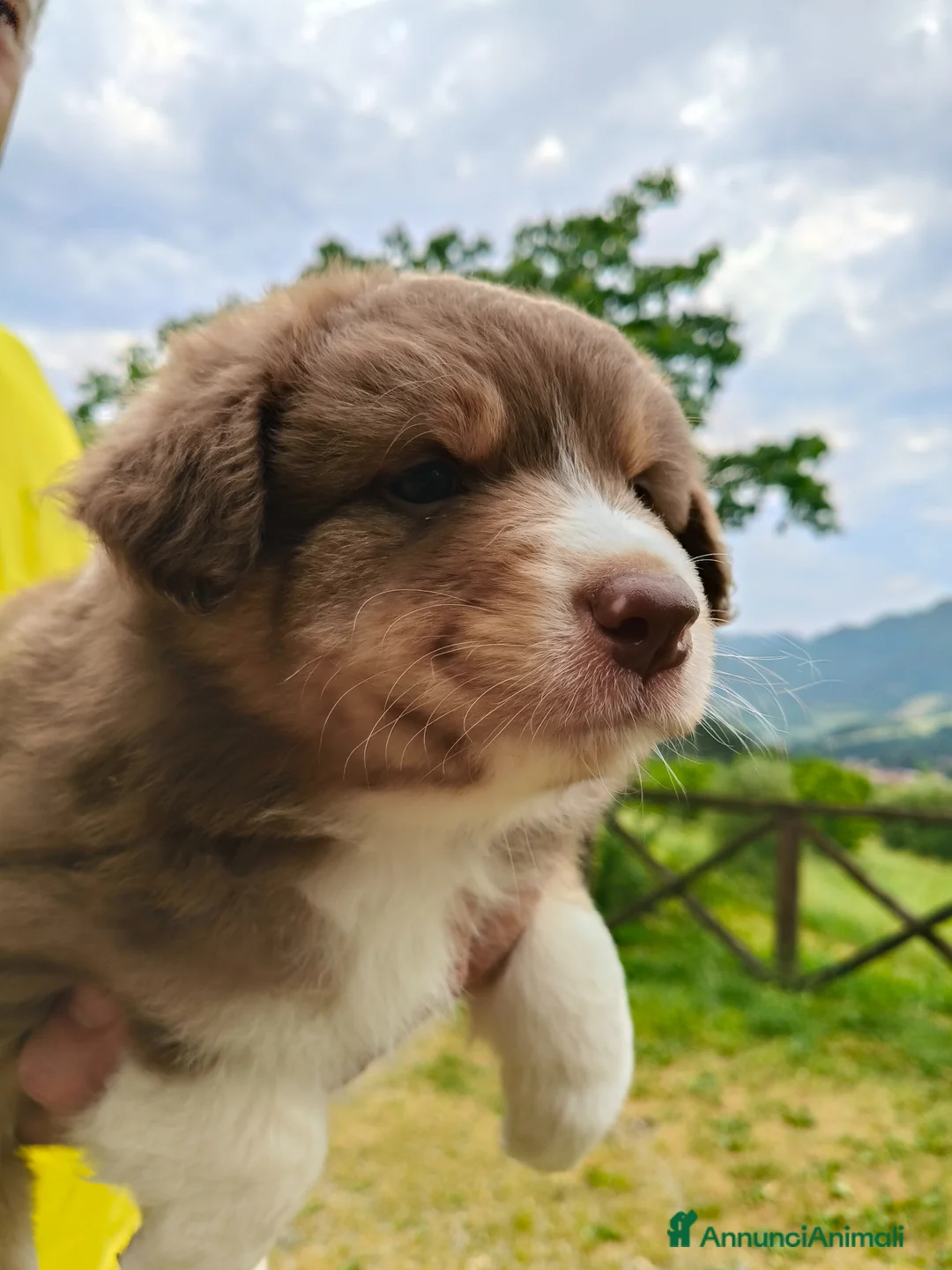 Australian Shepherd cani in vendita: Cuccioli Australian Shepherd con pedigree  - Annuncio 2