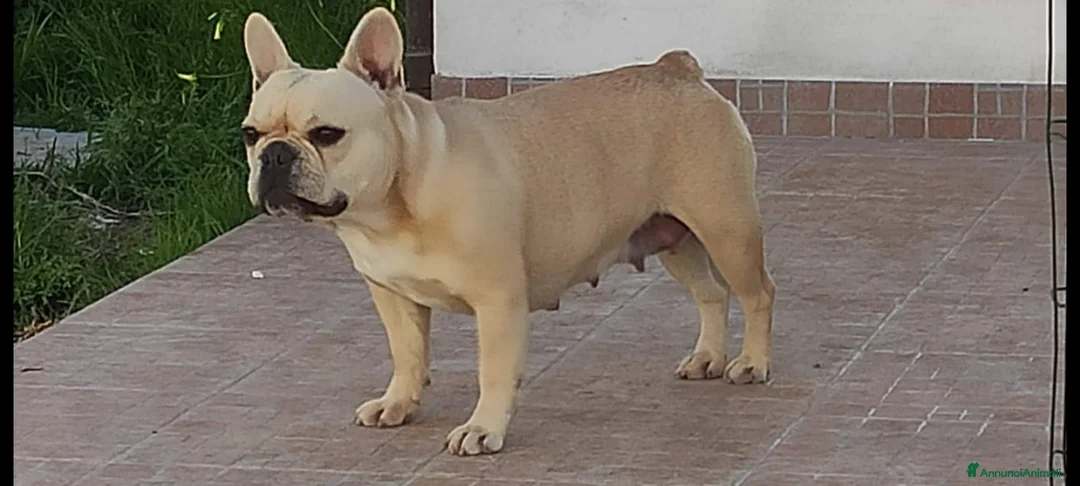 Bulldog Francese cani in vendita: Cuccioli bulldog francese - Annuncio 2