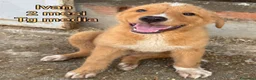 Meticcio cani in regalo: CUCCIOLI SOLI ED ESCLUSI  a Città Metropolitana di Genova - Annuncio 2