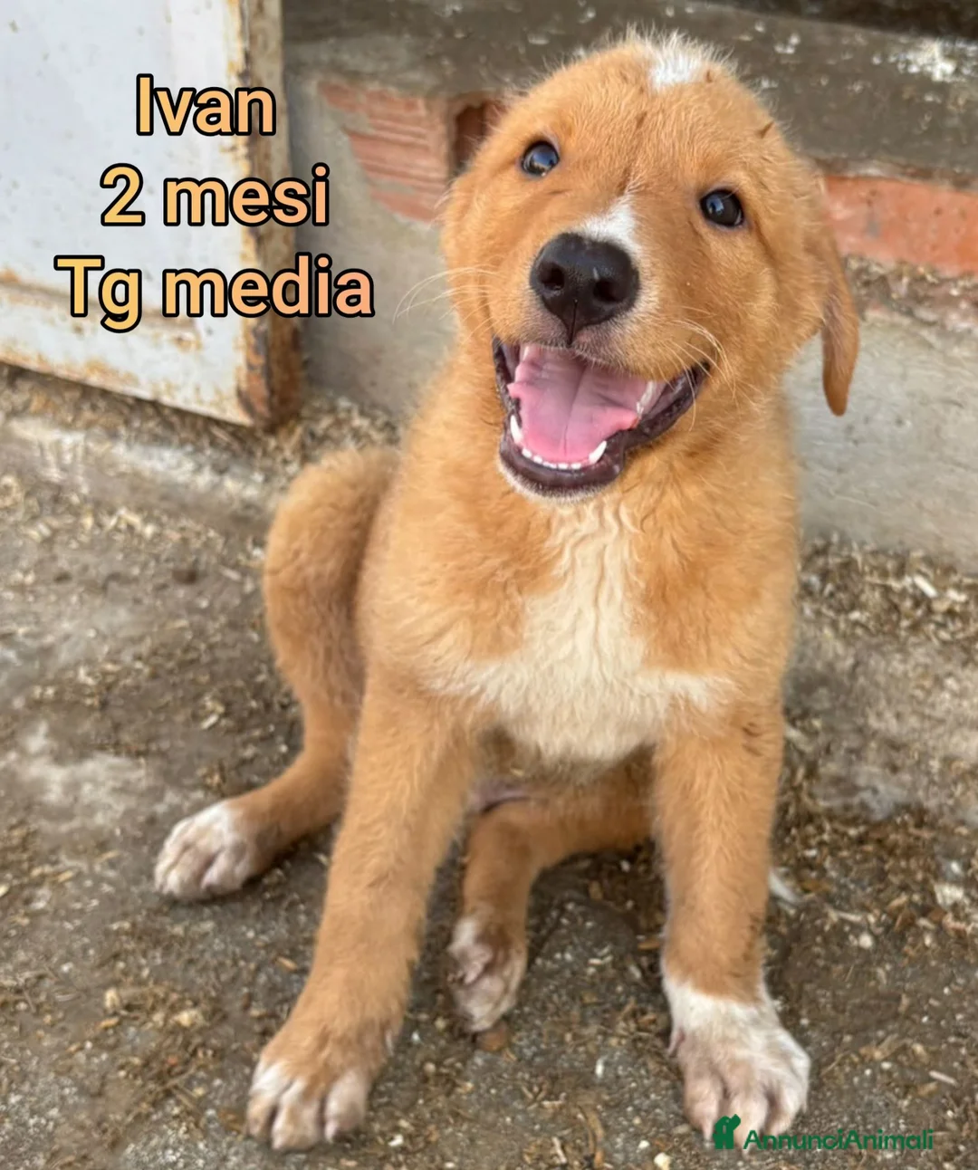 Meticcio cani in regalo: CUCCIOLI SOLI ED ESCLUSI  a Città Metropolitana di Genova - Annuncio 2